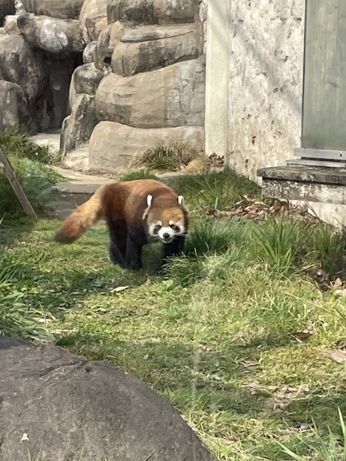 レッサーパンダだ🐼